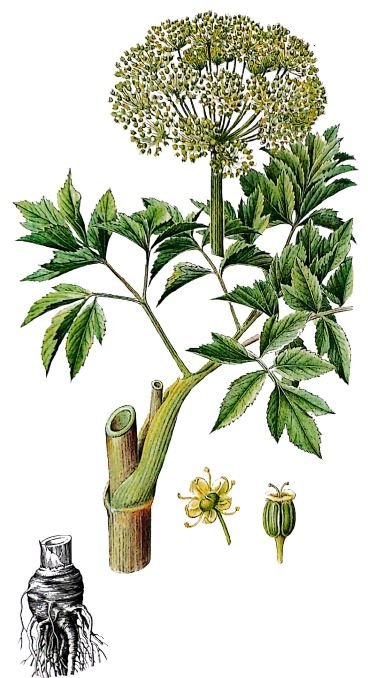 Angélique officinale